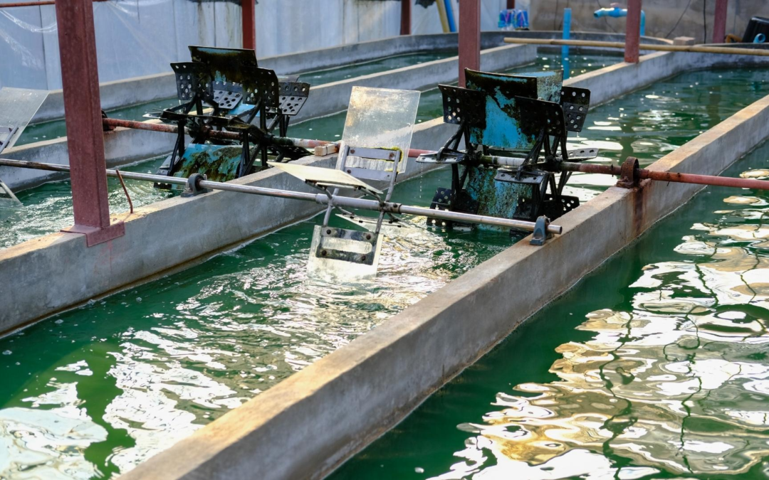 Compléments alimentaires 2024 personnalisation, durabilité et science désormais enfin crédible